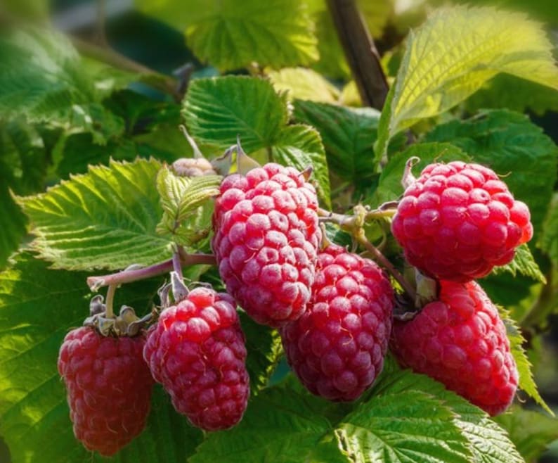 Op de afbeelding: Close-up van rijpe rode frambozen die aan een struik groeien. De bessen zijn dicht bij elkaar, wat hun textuur laat zien. Groene bladeren omringen het fruit, met zonlicht dat de sc&egrave;ne verlicht. Een natuurlijk, vers voedselthema.