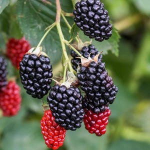 May include: Close-up of a cluster of blackberries, some ripe and some still ripening. The ripe berries are a deep, shiny black, while the unripe ones are a vibrant red. Green leaves and stems provide a natural backdrop.