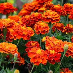 May include: A cluster of vibrant marigold flowers featuring densely packed, ruffled petals in shades of bright orange, deep red, and golden yellow, supported by green stems and surrounded by dark green, feathery foliage in a garden setting.