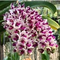 Fragrant Foxtail Orchid Plant | Rhynchostylis retusa, Tropical Live Orchid product logo