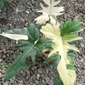 Philodendron Golden Dragon Plant | Rare Variegated Philodendron | Tropical Aroid | Collector Houseplant product logo