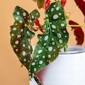 Live Polka Dot Begonia Plant | Rare Spotted Indoor Foliage product logo