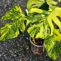 Rare Variegated Monstera Deliciosa "Electro Light" - Rooted Node Cutting product logo