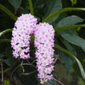 Live Foxtail Orchid Plant | Rhynchostylis Retusa, Fragrant Tropical Flower product logo