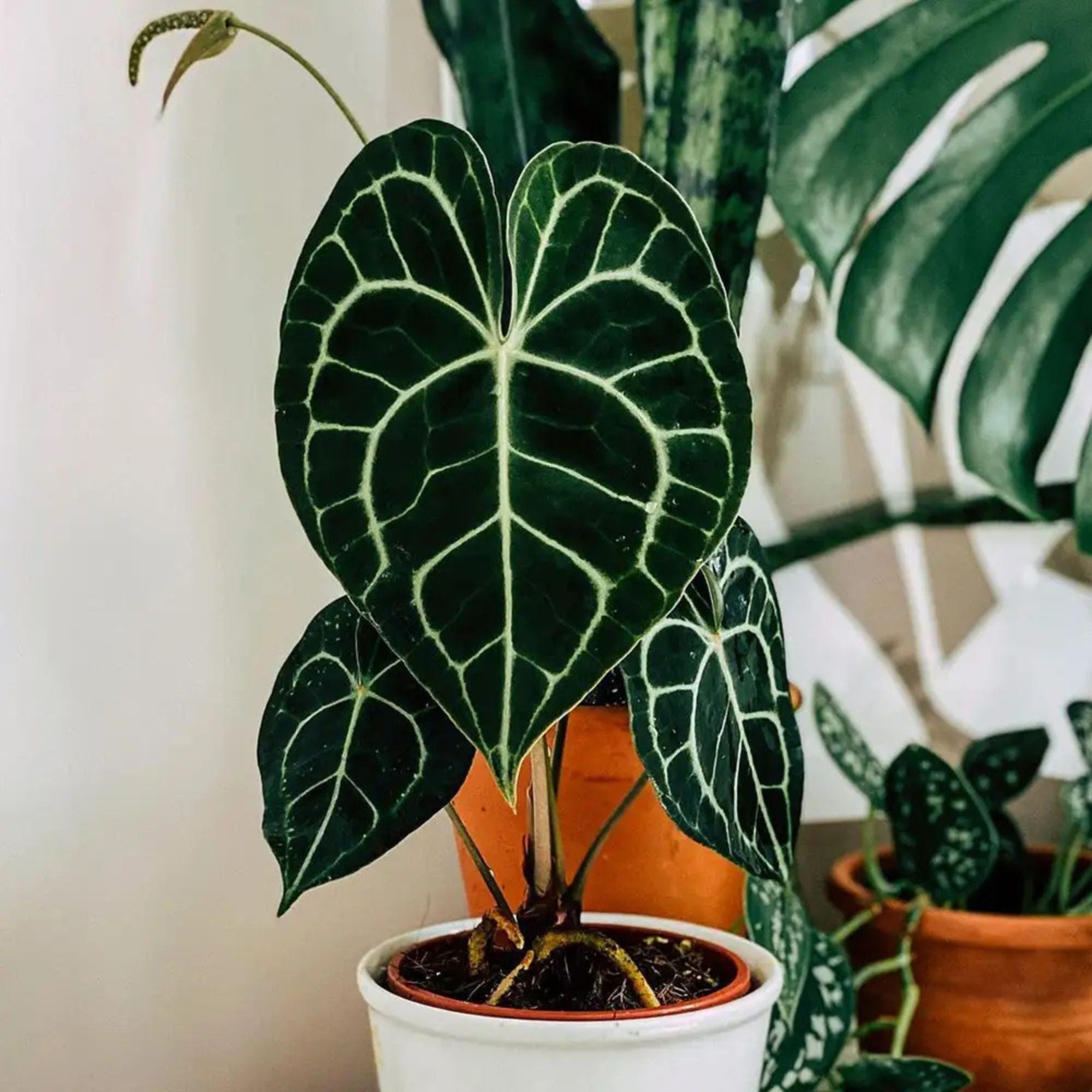 Anthurium Hybrid Velvet Twist Live Plant | Rare Velvet Anthurium | Exotic  Aroid Houseplant | Aroid Plant | Rare Houseplant - Etsy