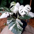 Monstera Borsigiana Albo Variegated Planting Rooted Nodes Cuttings Live Plant Rare Variegated Houseplant product logo