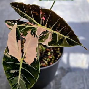 Alocasia nobilis pink variegated - Etsy 日本