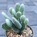 Live Bunny Ear Cactus | Opuntia Microdasys, Indoor Plant product logo