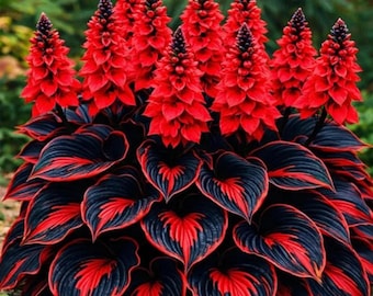Hosta Bulb Soft Green Foliage Shade Garden Plant