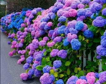 25 Hydrangea Seeds Mixed Color Flower Pack
