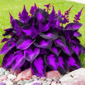 May include: A vibrant hosta plant with large, heart-shaped leaves in shades of deep purple and black. The leaves have a striking pattern, with the purple color dominating the center and the black outlining the edges. Tall, purple flower spikes add height.