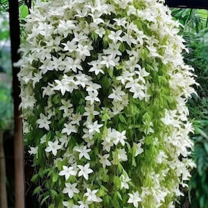 May include: A lush hanging plant with cascading green foliage and abundant white, star-shaped flowers. The plant is densely covered in blossoms, creating a full, vibrant display. The flowers are small and delicate, contrasting with the deep green leaves.