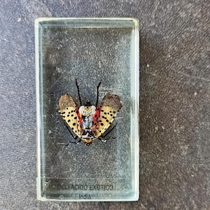 Zabytkowy okaz indyjskiego owada, Lycorma cf. delicatula, plamista mucha świetlna, ekspozycja przyrodnicza, ciekawostka entomologiczna
