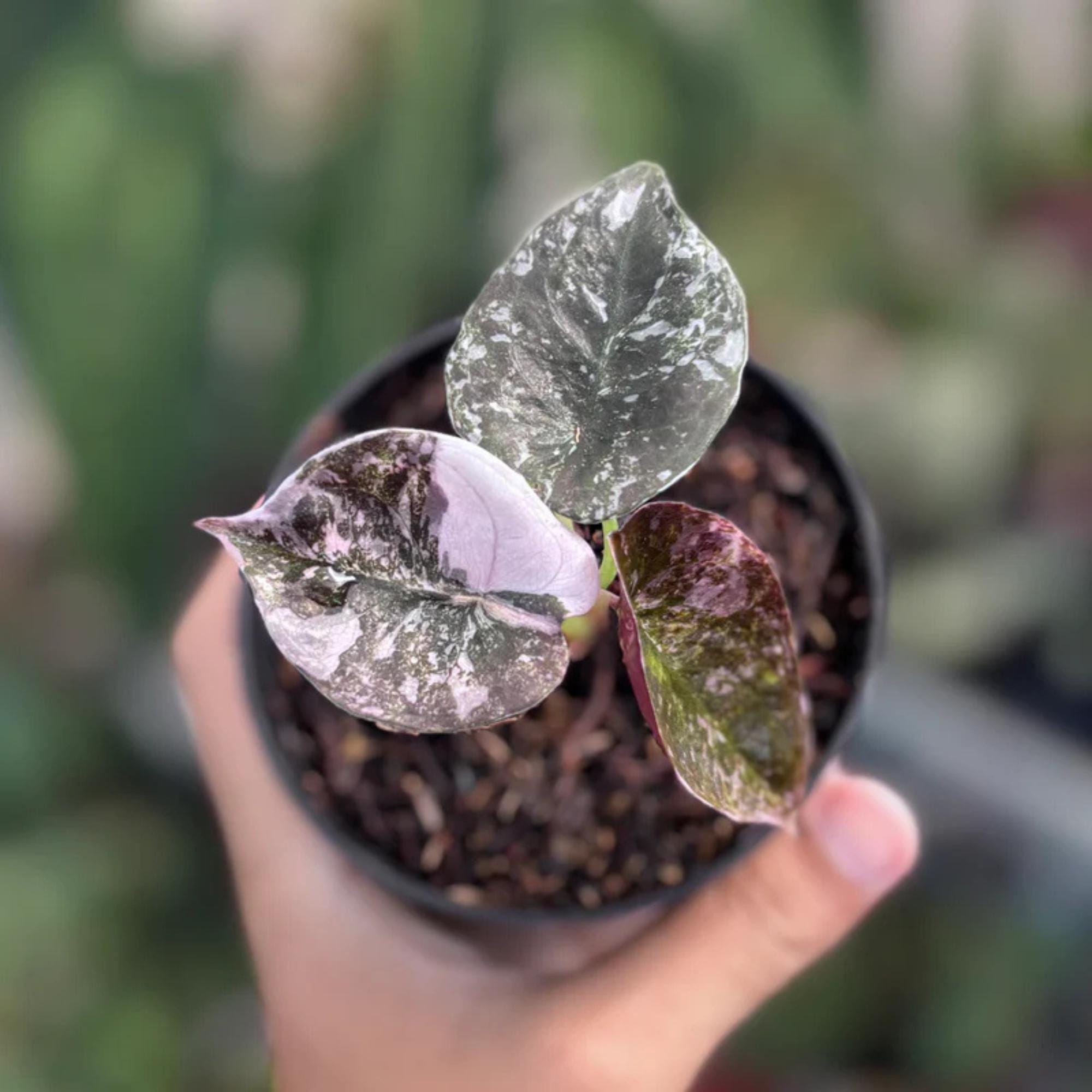 Alocasia cuprea pink - Etsy 日本
