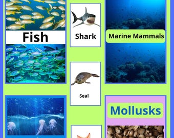 Sea Life Flashcards – 50 Fish, Mammals & Invertebrates Educational Cards for Kids,Students.