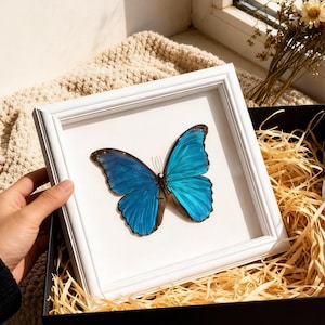 Puede incluir: Una mariposa enmarcada con alas azul brillante y bordes oscuros. La mariposa se exhibe en un marco cuadrado blanco, sobre un fondo blanco. El marco está en una caja negra con paja.