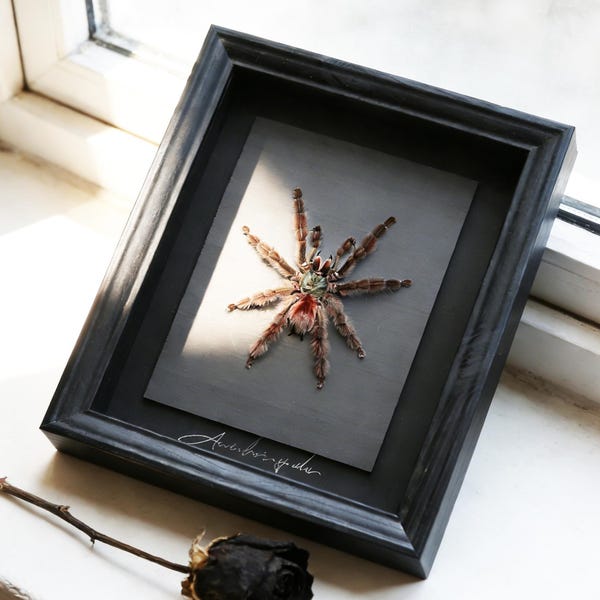 Mother's Day GiftSouth American Tarantula Frame, Gothic Spider Wall Art, Real Specimen Display, Dark Home Decor