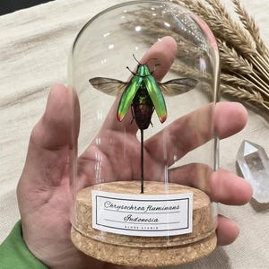 以下が含まれることがあります： ガラスのドームの下に展示された、保存された虹色の緑色のカブトムシ、Chrysochroa fluminans。カブトムシの羽は開いており、赤いアクセントが施されています。ベースはコルクで、「Chrysochroa fluminans Indonesia ALONE STUDIO」と書かれたラベルが付いています。