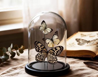 Vlinder glazen koepel, decor echte vlinder, natuurkunst cloche, insectenverzamelaar, thuiskantoor esthetisch decor