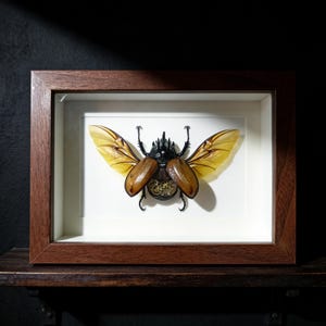 Puede incluir: Un espécimen de insecto enmarcado con un marco de madera marrón oscuro. El insecto tiene un cuerpo negro, cubiertas de alas marrones y alas amarillas translúcidas. El espécimen está montado sobre un fondo blanco.