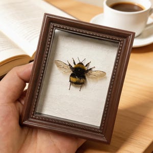 Cornice porta-esemplare di bombo, decorazione da scrivania in stile cottagecore, esposizione di api vere, regalo per collezionisti di insetti