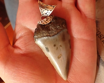 Real Fossil Shark Tooth Pendant with sterling