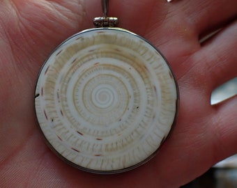 Shell Pendant