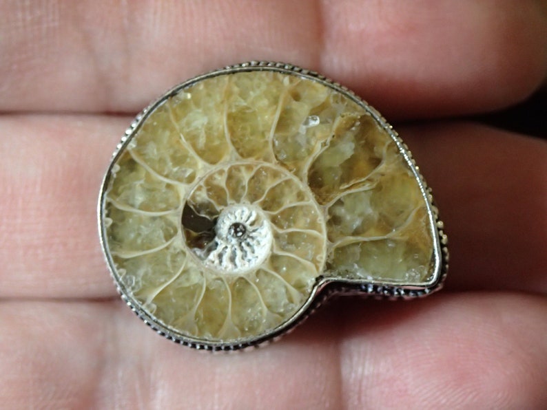 Big Fossil Ammonite Sterling Silver Ring size 7 image 1