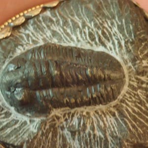 Trilobite Fossil Pendant in Matrix with Monkey in Silverwork on back image 4