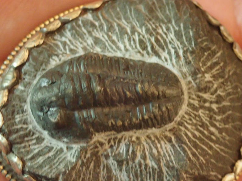 Trilobite Fossil Pendant in Matrix with Monkey in Silverwork on back image 4