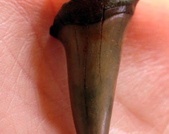 Real Fossil Megladon Mako Shark Tooth Pendant