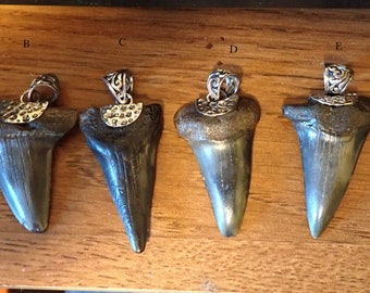 Real Fossil Megladon Mako Shark Tooth Pendant