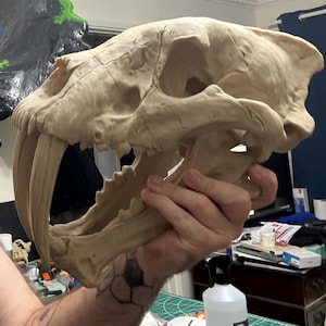 Réplica em tamanho real do crânio de um tigre dentes-de-sabre
