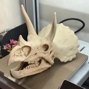 May include: A cream-coloured, three-dimensional printed triceratops skull model featuring a large bony frill, two prominent brow horns, a smaller nasal horn, and a detailed jaw structure with visible teeth, displayed in a side profile view.