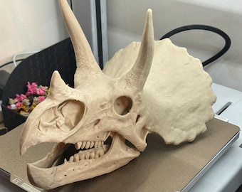 Triceratops schedel STL – Volledig 3D-printbaar dinosaurusfossielmodel