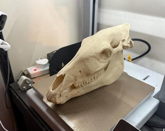 Horse Skull Replica (half-scale) – Freestanding Anatomical Model
