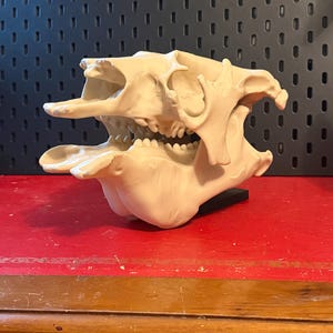 Giant Sloth Skull Replica: Half-Scale Megatherium Fossil Model (250mm)