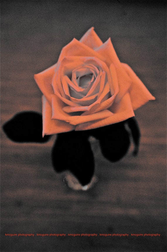 Items similar to Rose 5 x 7 Color Accent Floral Photography, Various