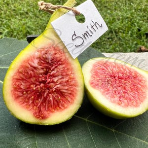 May include: A fresh Smith fig cut in half, revealing a vibrant pink, seeded interior and a light green skin. A small white rectangular tag with the handwritten text Smith is attached to the stem with a piece of thin, natural-colored twine.