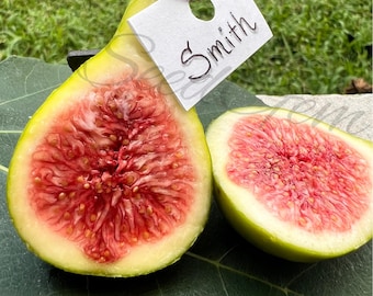 May include: A fresh Smith fig cut in half, revealing a vibrant pink, seeded interior and a light green skin. A small white rectangular tag with the handwritten text Smith is attached to the stem with a piece of thin, natural-colored twine.
