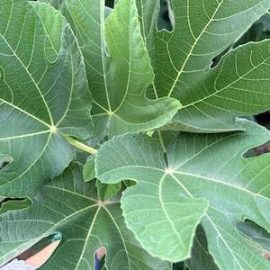 May include: A cluster of vibrant green fig leaves with distinct palmate lobes and prominent light-colored veins. The leaves exhibit a textured surface and serrated edges, overlapping to create a dense, layered foliage pattern in natural light.