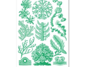 Ernst Haeckel, Autentisk utställningsaffisch, Florideae (Ocean – Green), med certifikat
