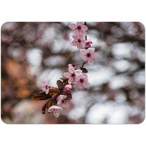 May include: A close-up of a flowering branch with delicate pink blossoms. The flowers have multiple petals and dark centers. Brown leaves and buds are also visible. The background is blurred, creating a soft, natural aesthetic.