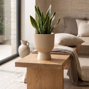 Puede incluir: Una planta de serpiente con hojas largas, puntiagudas y de color verde oscuro con bordes amarillos, plantada en una maceta cilíndrica de color beige con textura acanalada vertical y base de pedestal sobre un banco de madera.