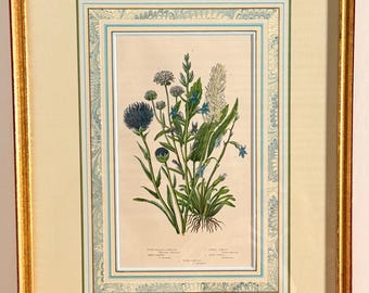 Grabado botánico antiguo enmarcado, lámina botánica coloreada a mano.