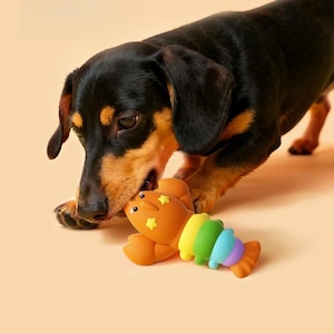 Puede incluir: Un perro salchicha negro y canela juega con un juguete para perros con forma de langosta. El juguete es naranja con detalles de estrellas amarillas y segmentos de colores arcoíris. El fondo es de color naranja claro.
