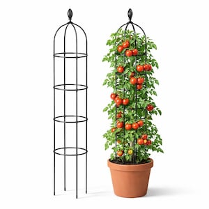 May include: Black metal tomato cage with a decorative finial. The cage is shown empty and supporting a tomato plant with ripe red tomatoes in a terracotta pot. The cage is approximately 60 inches tall.