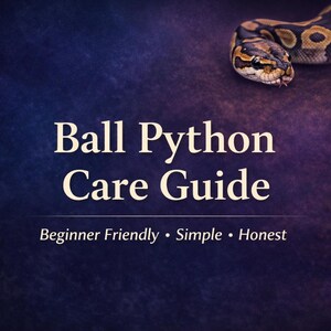 May include: A dark blue background with the text "Ball Python Care Guide". A ball python is in the upper right corner. The text below the title reads "Beginner Friendly • Simple • Honest".