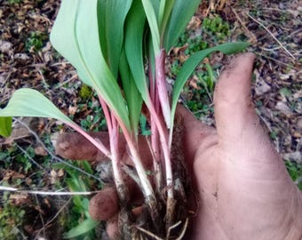 Fresh Wild Ramps (dozen)