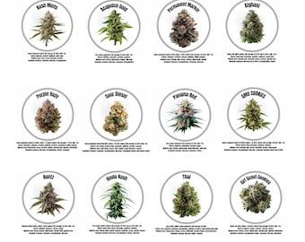 Marijuana Strain Poster PNG, Cannabis Wall Art Digital Download, Weed Bud Print, Stoner Room Decor, 420 Poster, Dispensary Art
